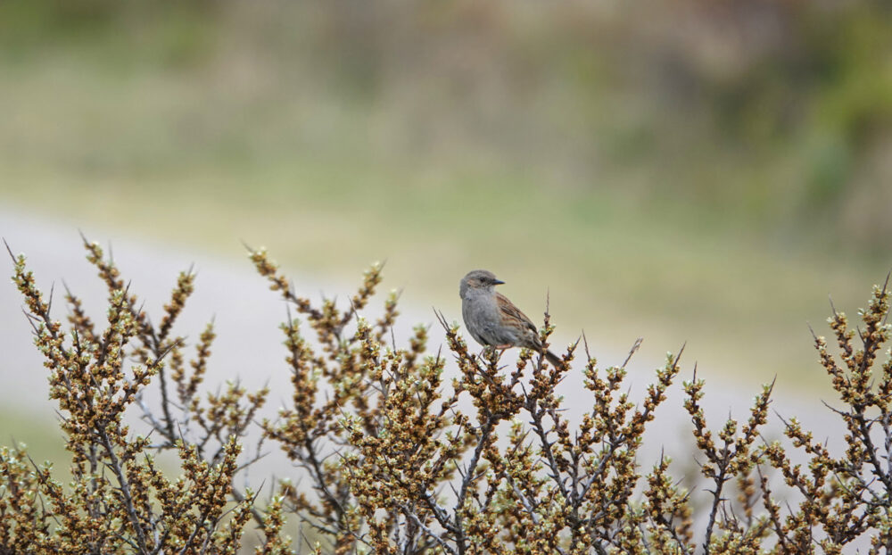 Heggenmus (Kennemerduinen)