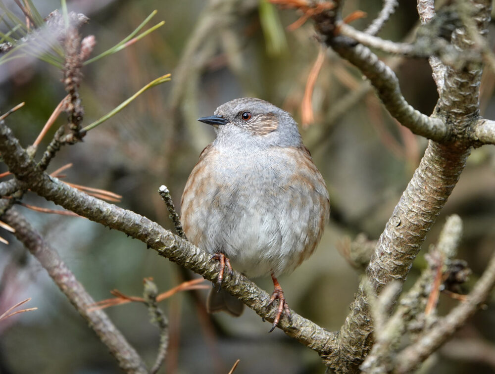 Heggenmus