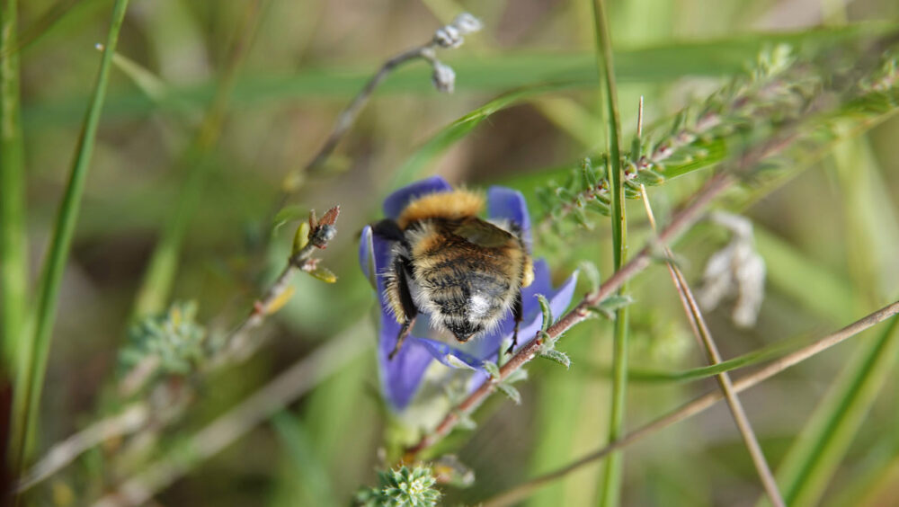 Heidehommel
