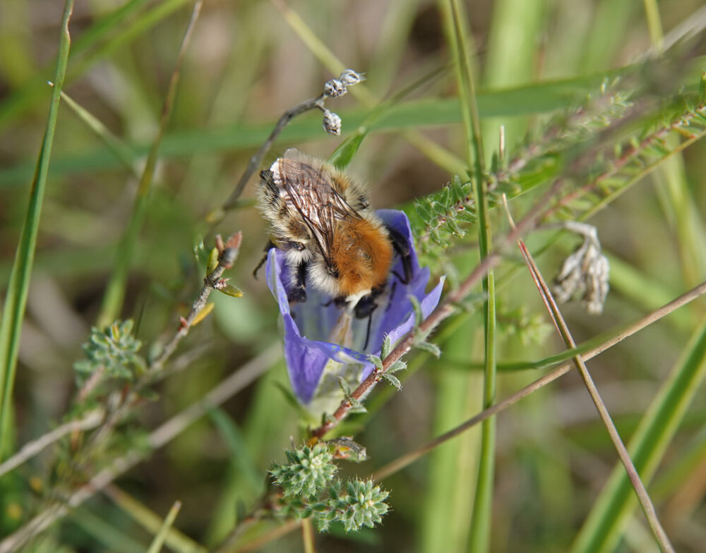 Heidehommel