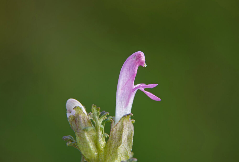 Heidekartelblad