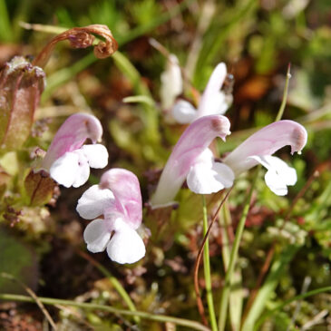 Heidekartelblad