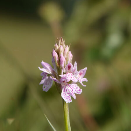 Heideorchis