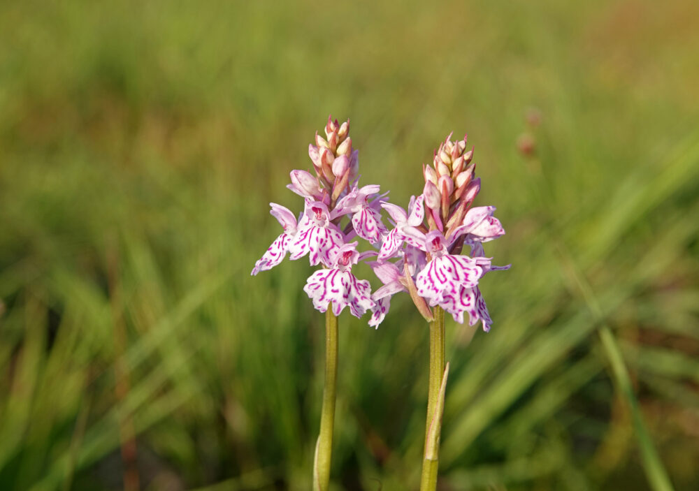 Heideorchis (Eexterveld)