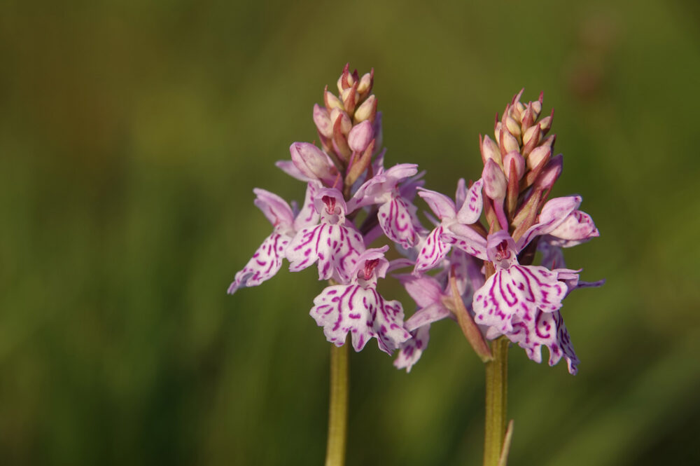 Heideorchis (Eexterveld)