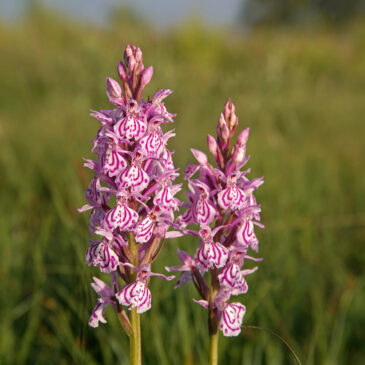 Heideorchis
