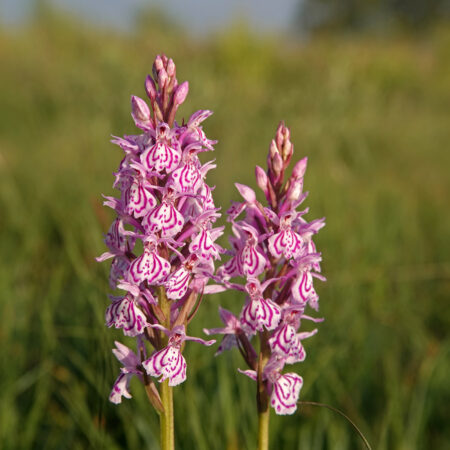 Heideorchis (Eexterveld)