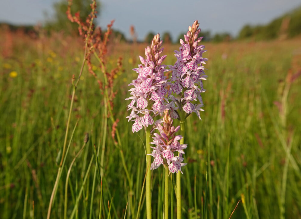 Heideorchis (Eexterveld)