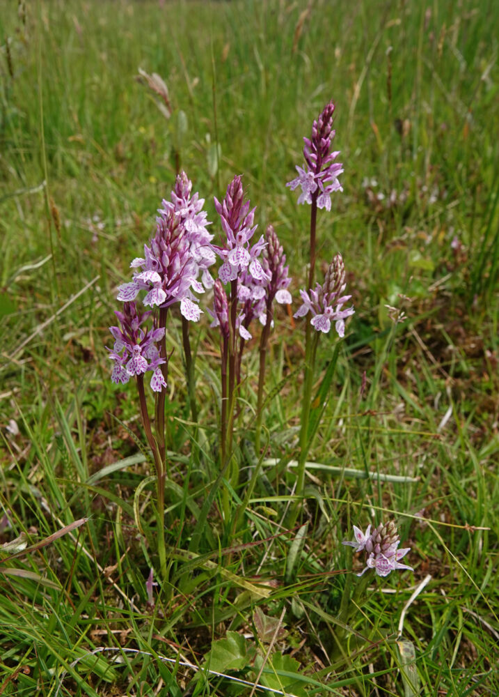 Heideorchis