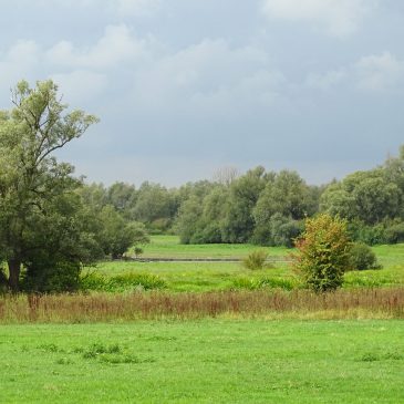 Hengforderwaard (IJsselvallei)