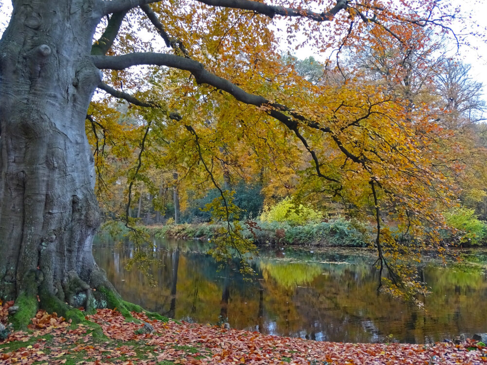 Herfst in landgoed De Braak