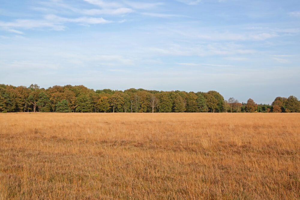 Herfst op Karloërheide Dwingelderveld