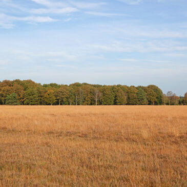 Herfst op Karloërheide Dwingelderveld