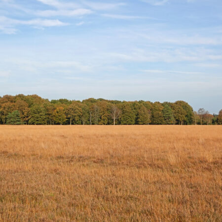 Herfst op Karloërheide Dwingelderveld