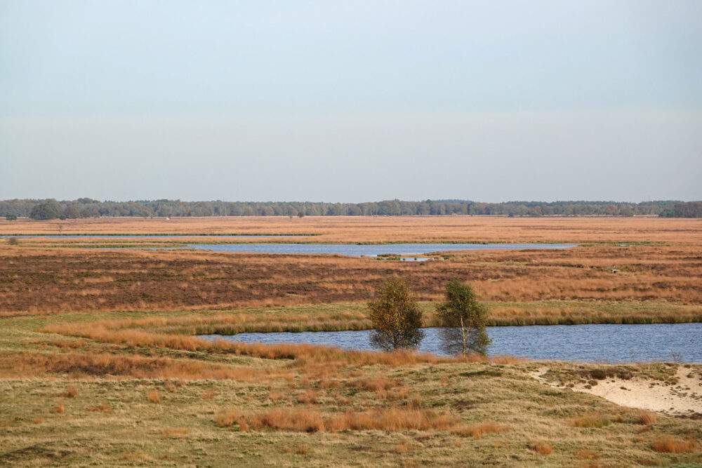 Herfst op de Benderse Heide (Dwingelderveld)
