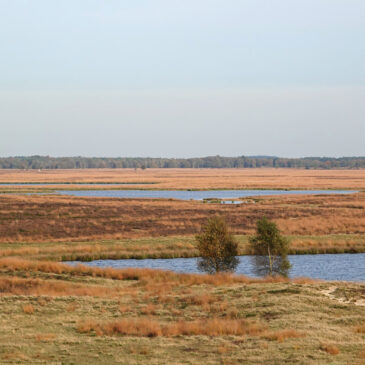 Herfst op de Benderse Heide (Dwingelderveld)
