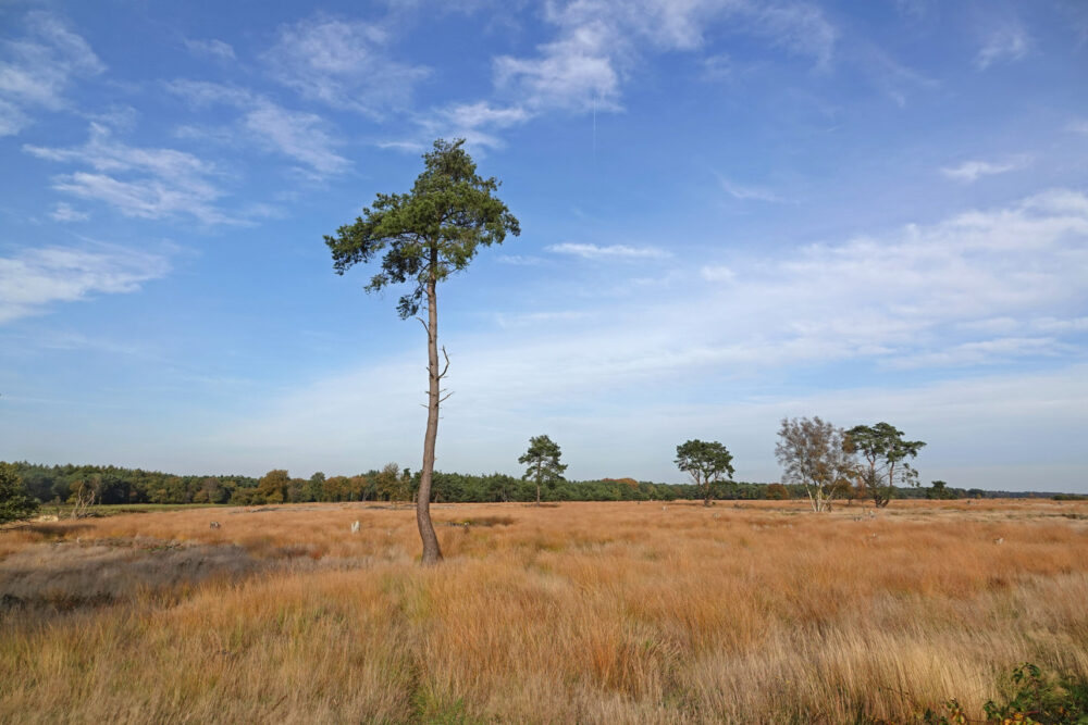 Herfst op de Dwingelose Heide (Dwingelderveld)