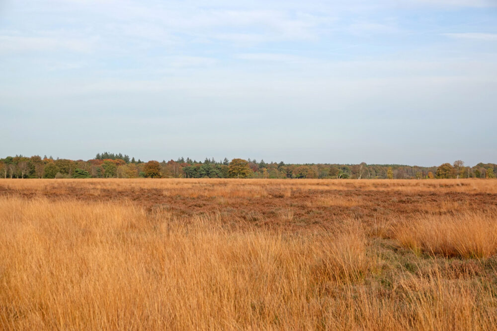 Herfst op de heide (Dwingelderveld)