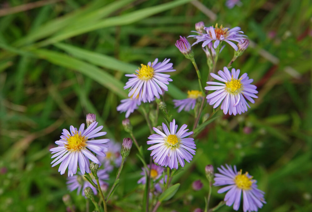 Herfstaster spec.