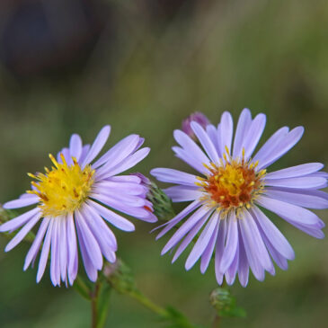 Herfstaster spec.