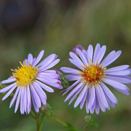Herfstaster spec.