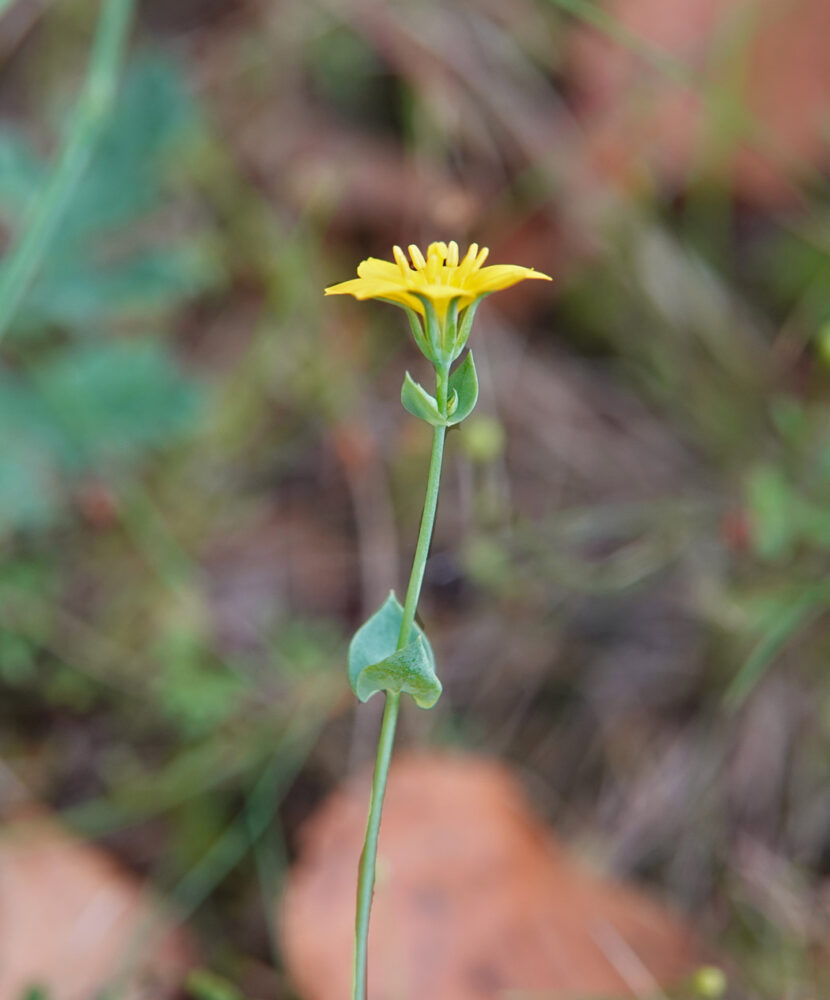 Herfstbitterling