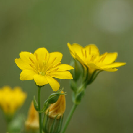 Herfstbitterling