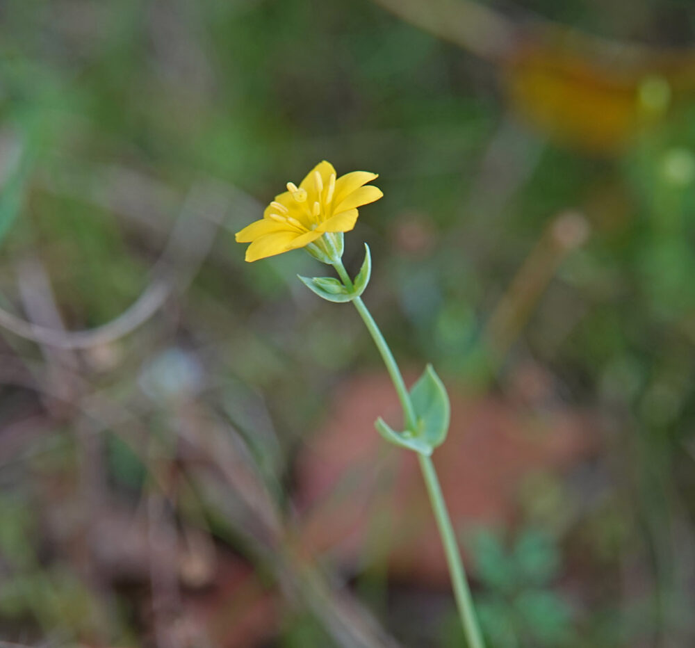 Herfstbitterling
