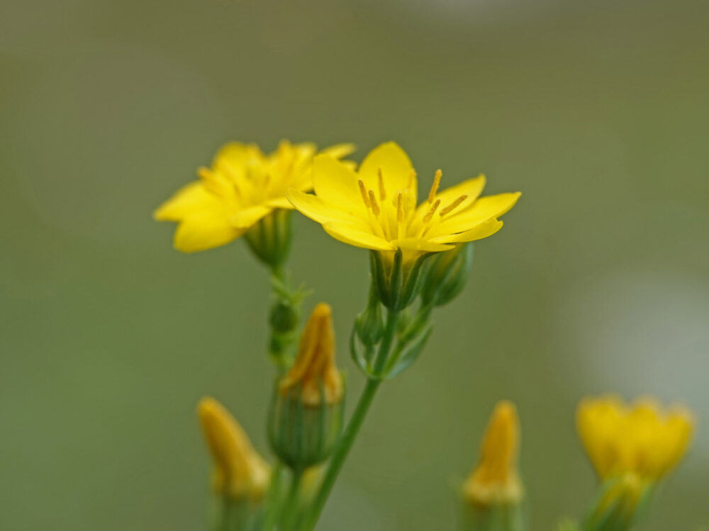 Herfstbitterling
