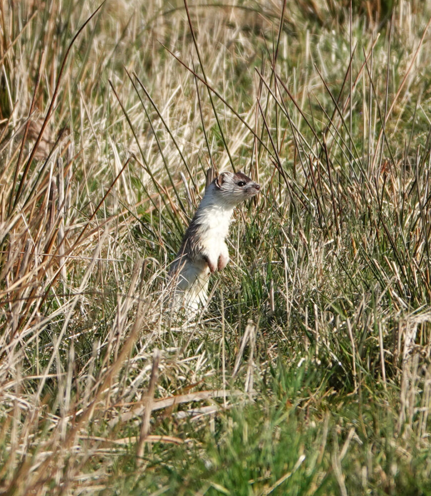 Hermelijn (Oostpolder)
