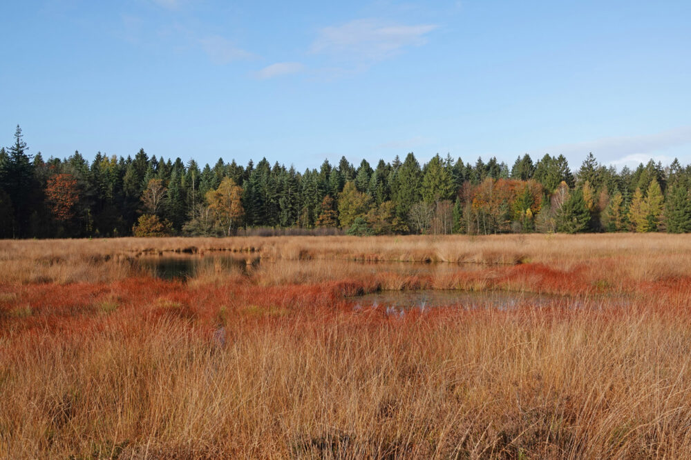 Herst in het Grolloërveen (Hart van Drenthe)
