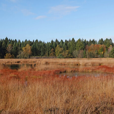 Herst in het Grolloërveen (Hart van Drenthe)