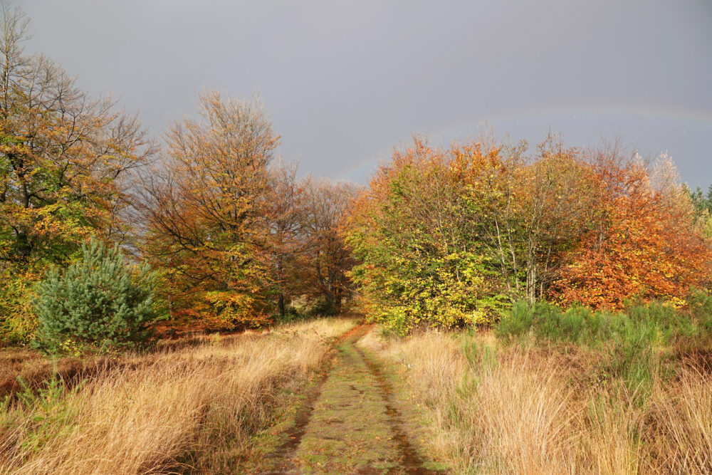 Herst in het Grolloërveen (Hart van Drenthe)