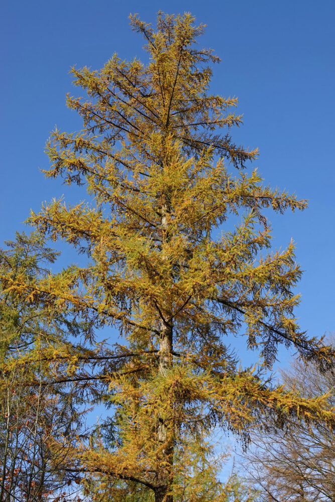 Herst in het Grolloërveen (Hart van Drenthe)