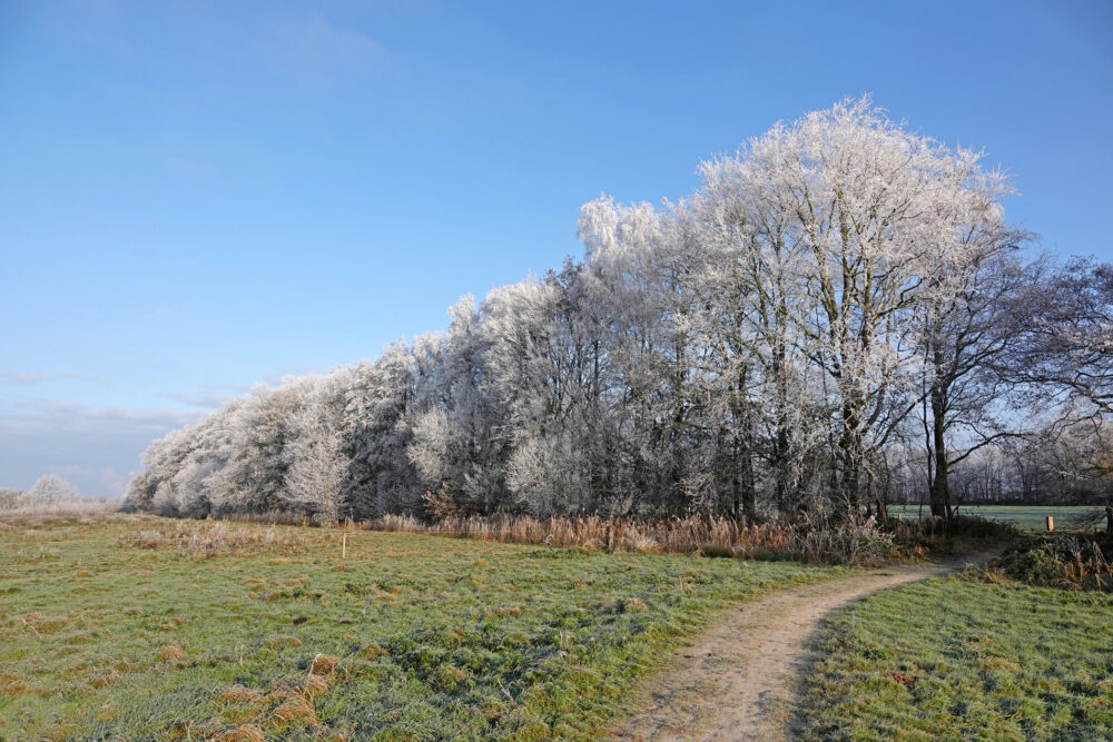Het Beeld (Weeringsbroeken) in de rijp