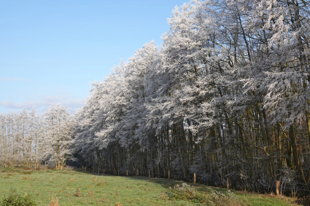 Het Beeld (Weeringsbroeken) in de rijp