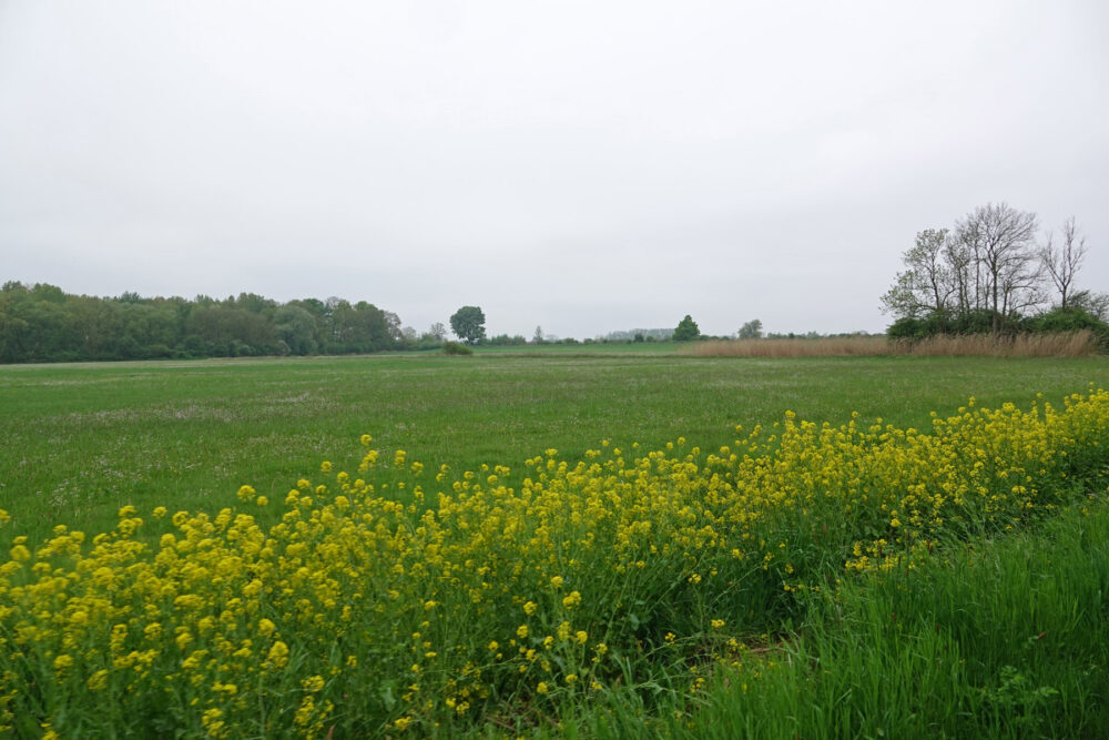 Het Broek