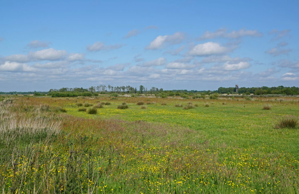 Het Wold in het voorjaar (Onlanden)
