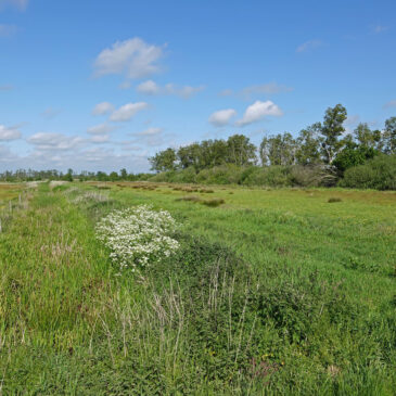 Het Wold (Onlanden)