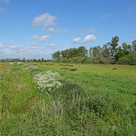 Het Wold in het voorjaar (Onlanden)