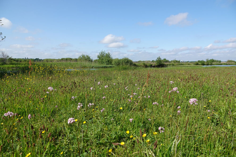Het Wold in het voorjaar (Onlanden)