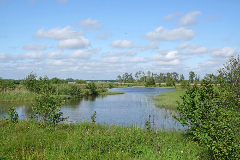 Het Wold in het voorjaar (Onlanden)