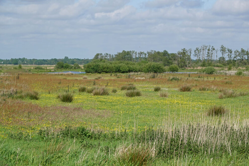 Het Wold in het voorjaar (Onlanden)