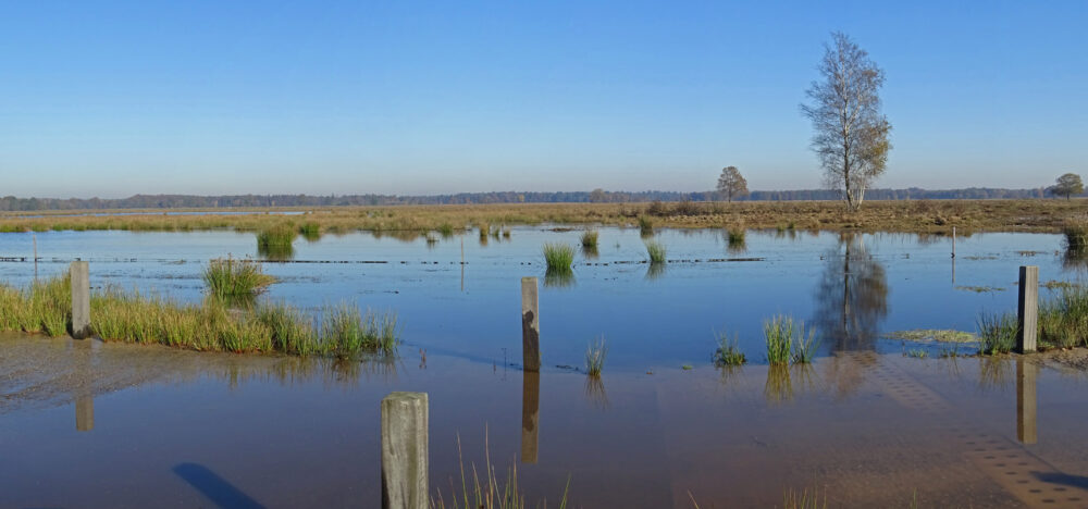 Hoge waterstand in Kraloërheide (Dwingelderveld)
