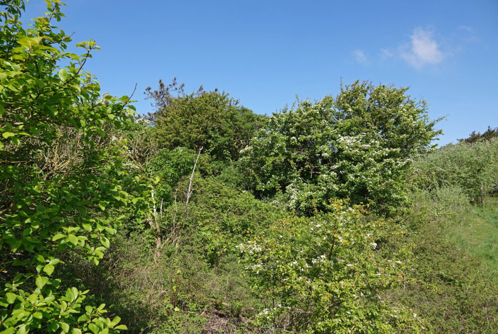 Hollumerbos (Ameland)