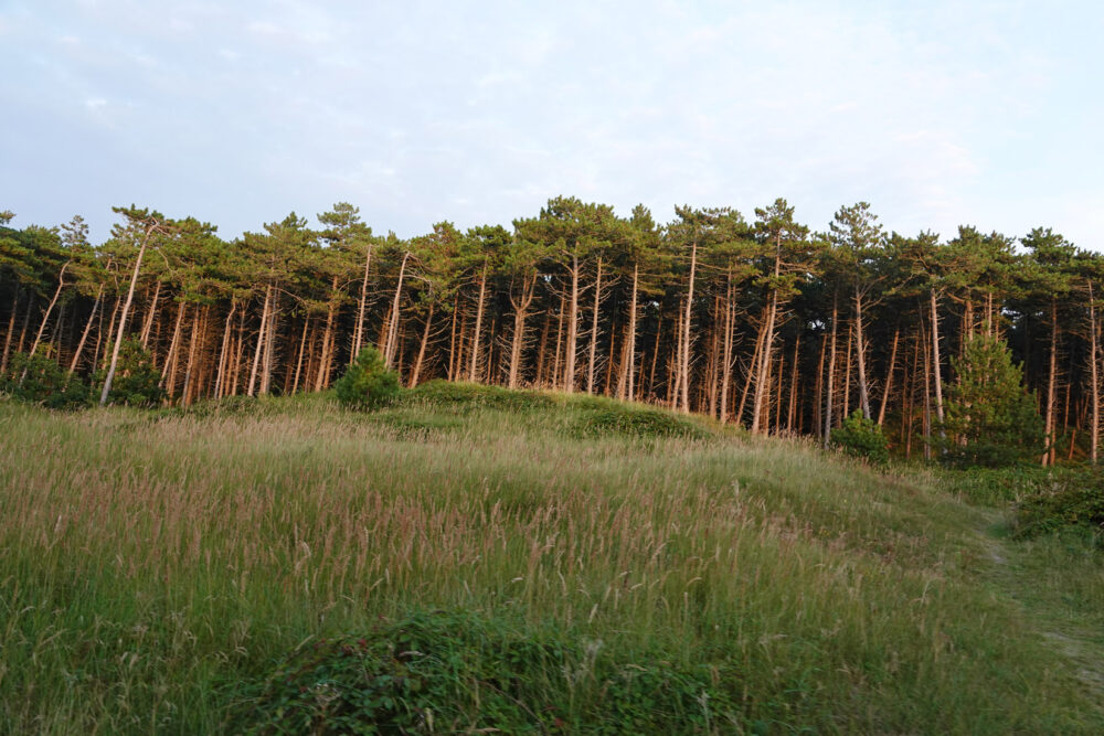 Hollumerbos (Ameland)