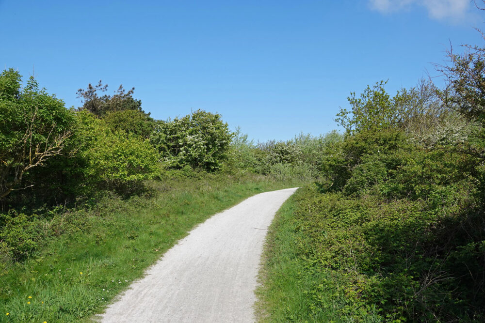 Hollumerbos (Ameland)