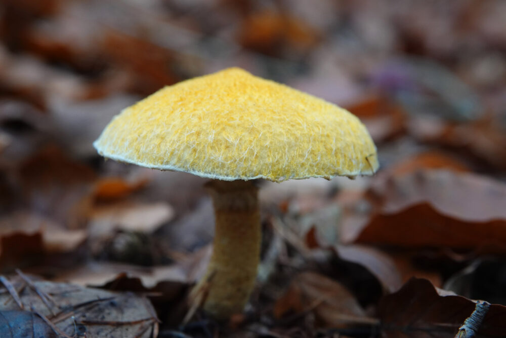 Holsteelboleet (f. aureus)