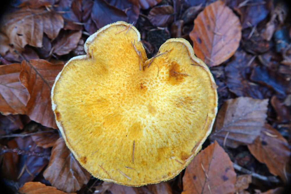 Holsteelboleet (f. aureus)