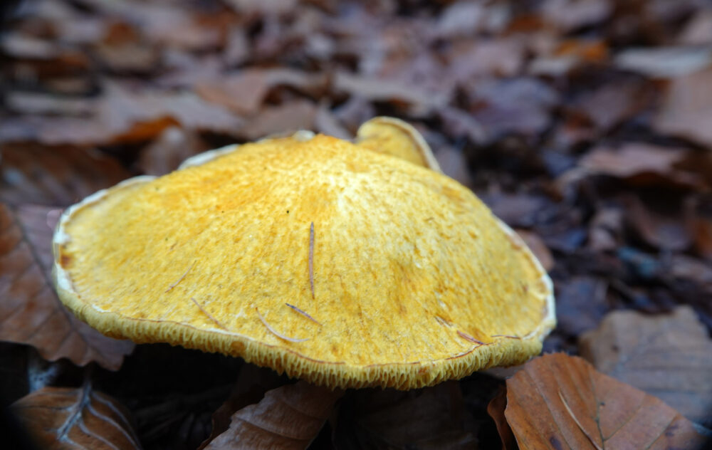 Holsteelboleet (f. aureus)